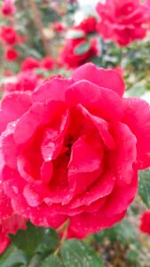 IMG-20240519-WA0000